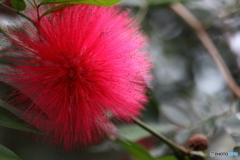 神代植物公園