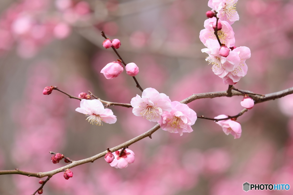 郷土の森