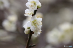 梅の花