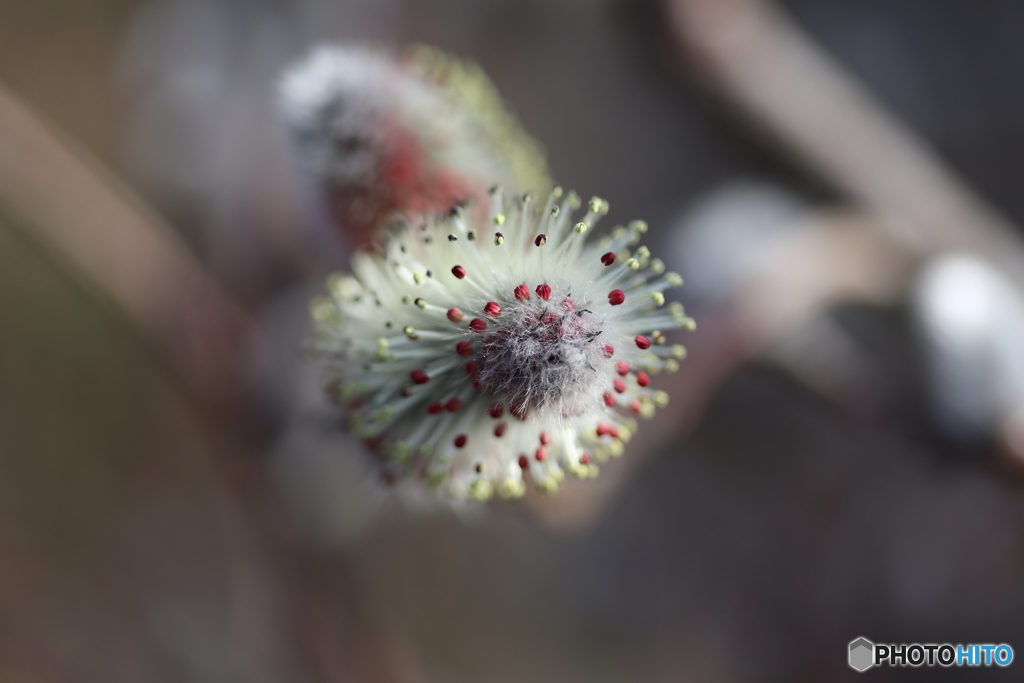 郷土の森