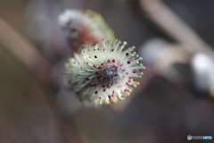 郷土の森