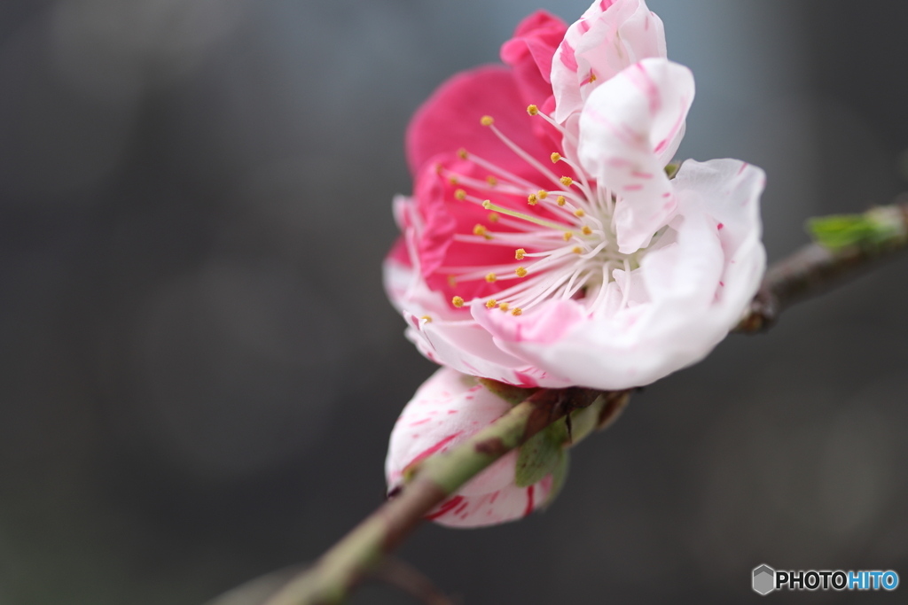 街に咲く花