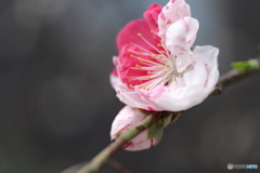 街に咲く花