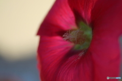  街に咲く花