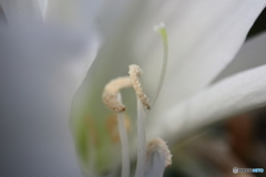 街に咲く花