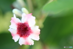 街に咲く花