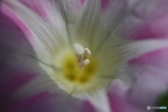 街に咲く花