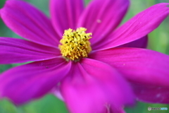 街に咲く花