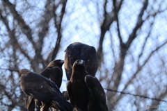 多摩動物公園