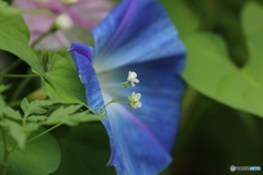 街に咲く花