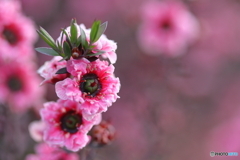 街に咲く花