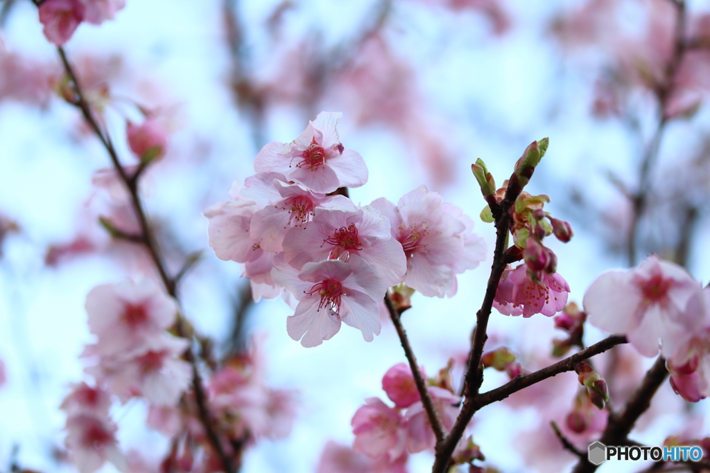 街に咲く花