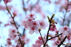 街に咲く花