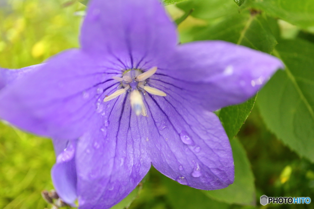 街に咲く花