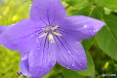 街に咲く花