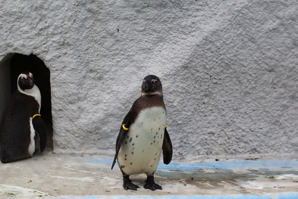 ケープペンギン