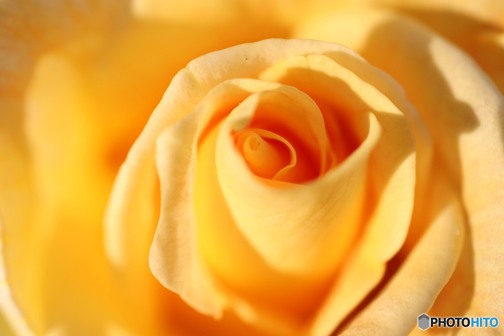 薔薇