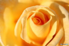 薔薇