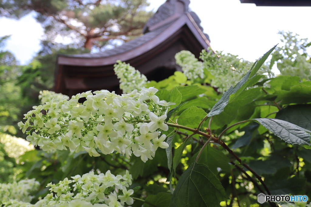 紫陽花