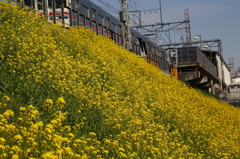 菜の花