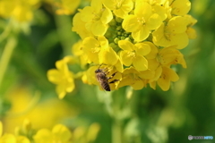 街に咲く花