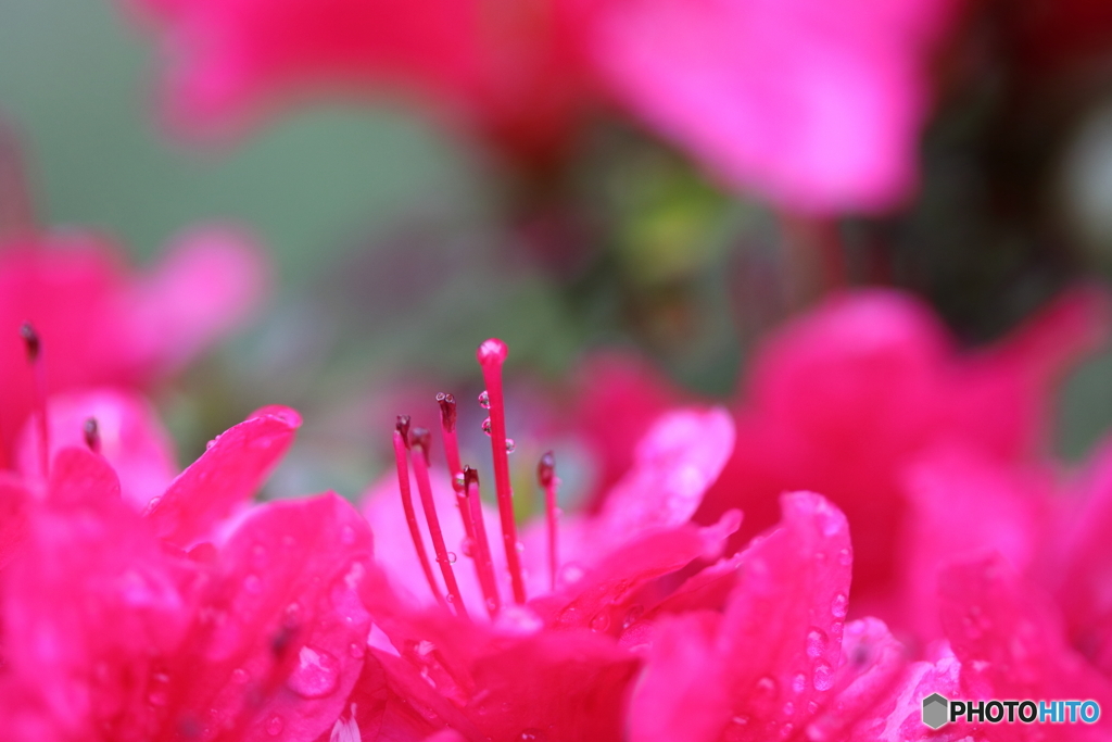 街に咲く花