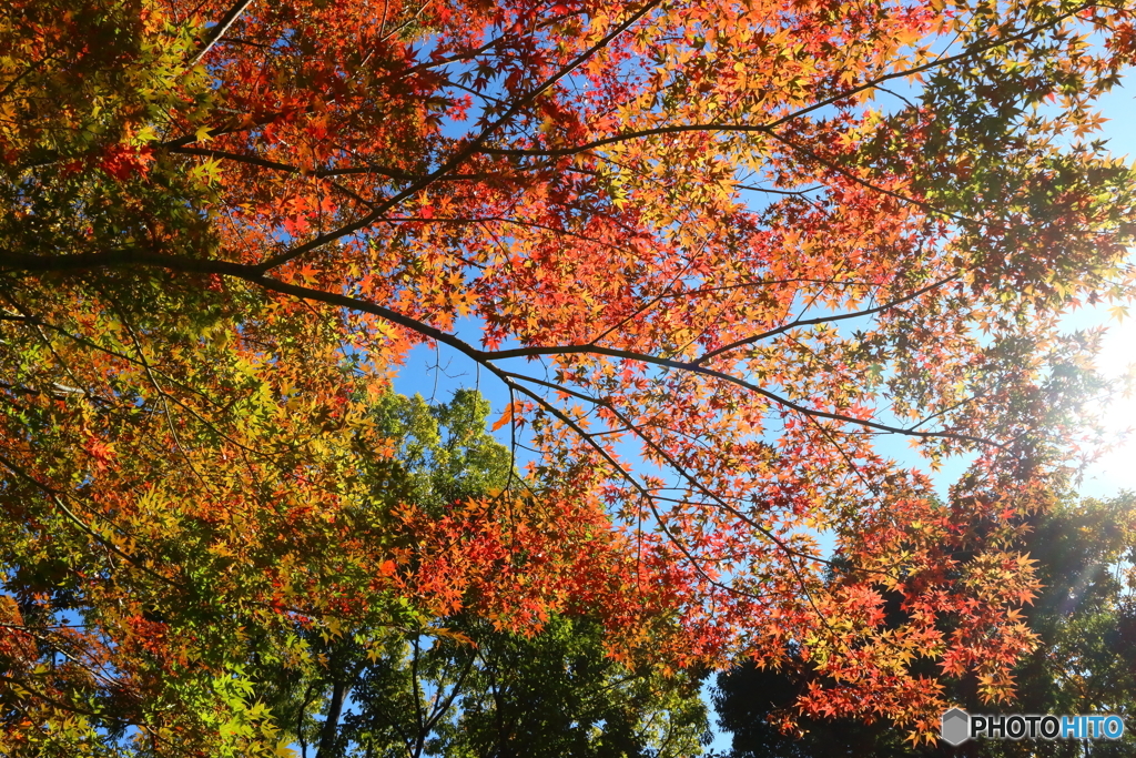 紅葉