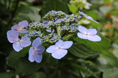 お花・あじさい