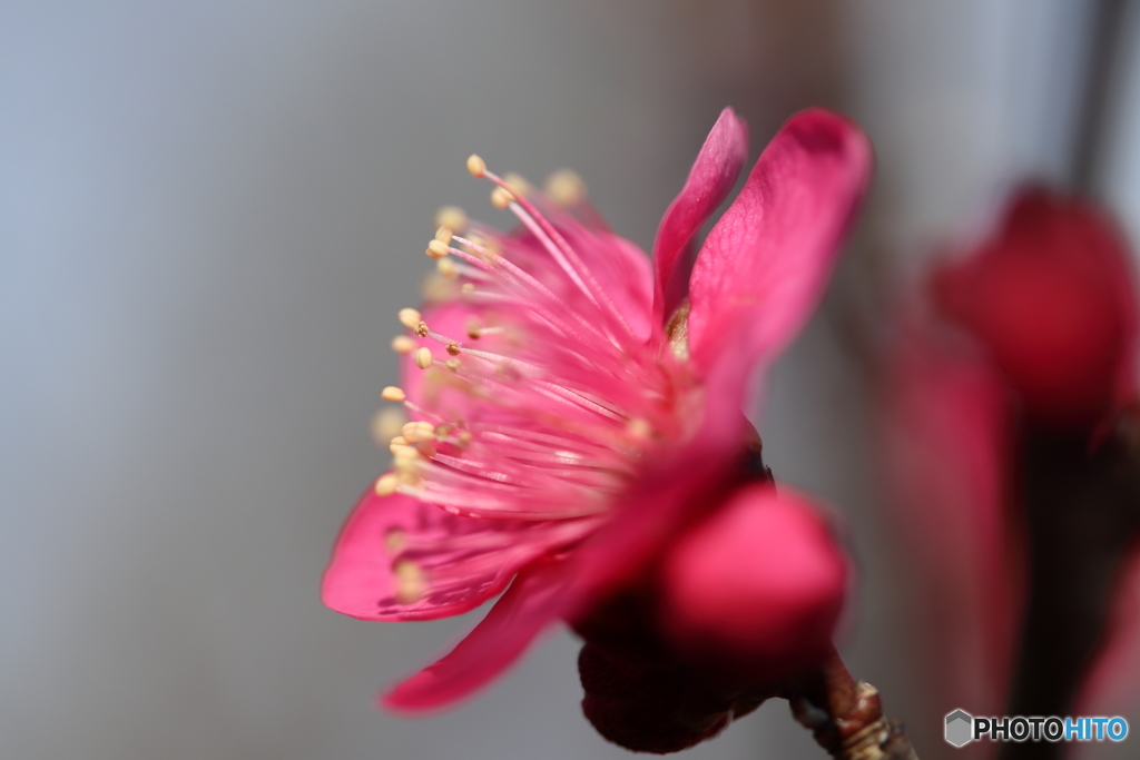 街に咲く花