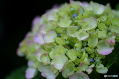 街に咲く花