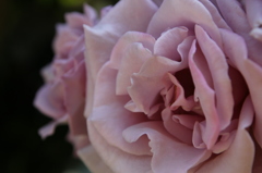 薔薇の花