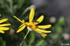 黄色の花