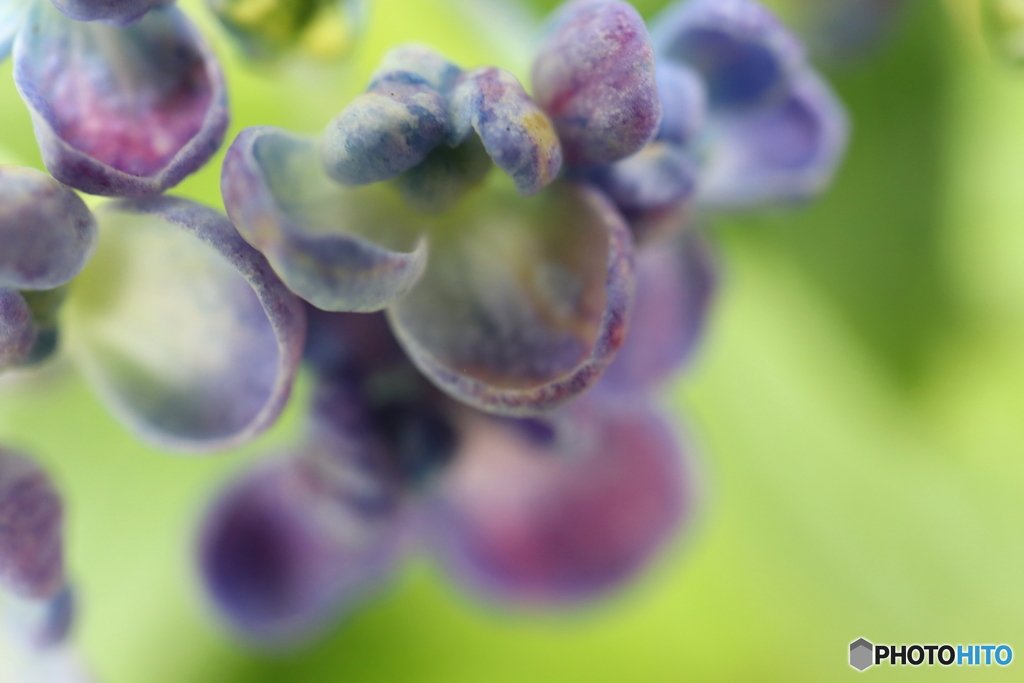 紫陽花