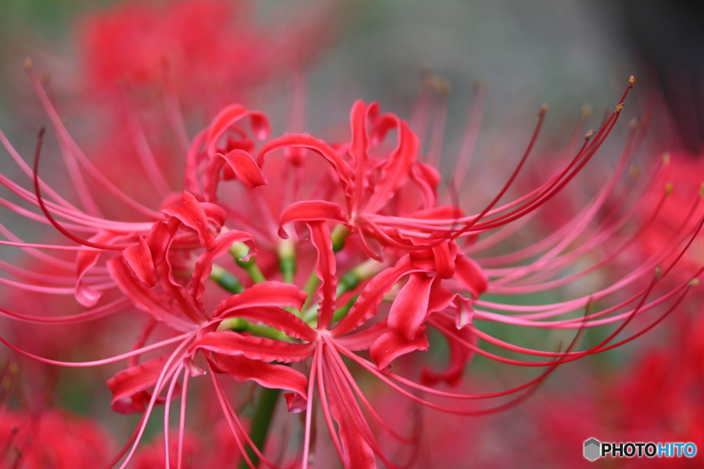 郷土の森