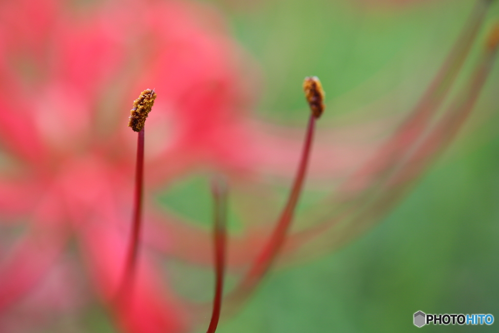 郷土の森