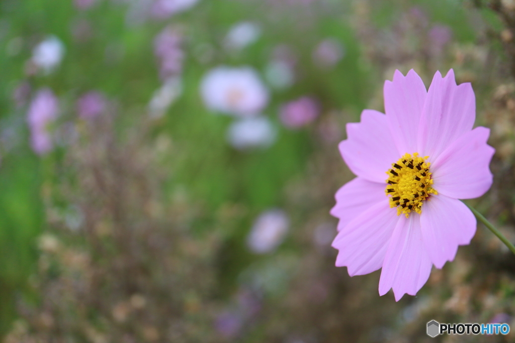 街に咲く花