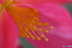 神代植物公園