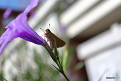 街に咲く花
