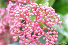 神代植物公園
