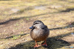 野鳥