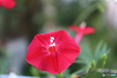 街に咲く花