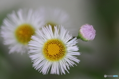 街に咲く花
