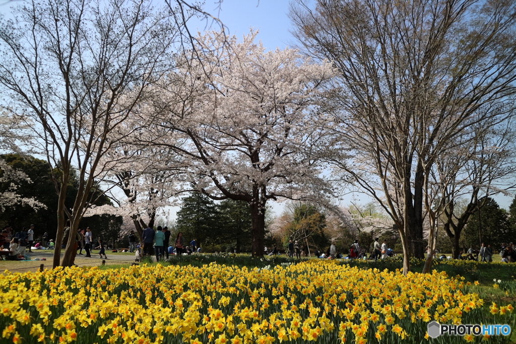 昭和記念公園