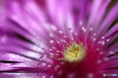 街の花