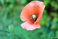 街に咲く花