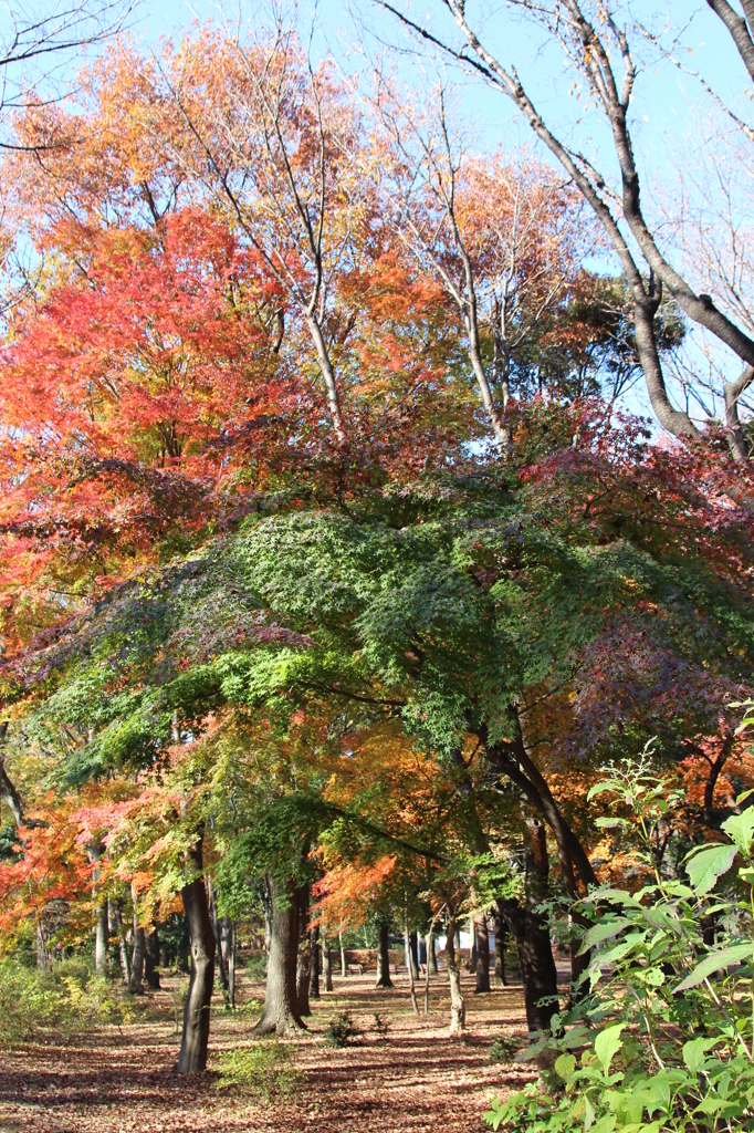 紅葉散策