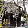 東郷寺