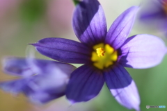 街に咲く花