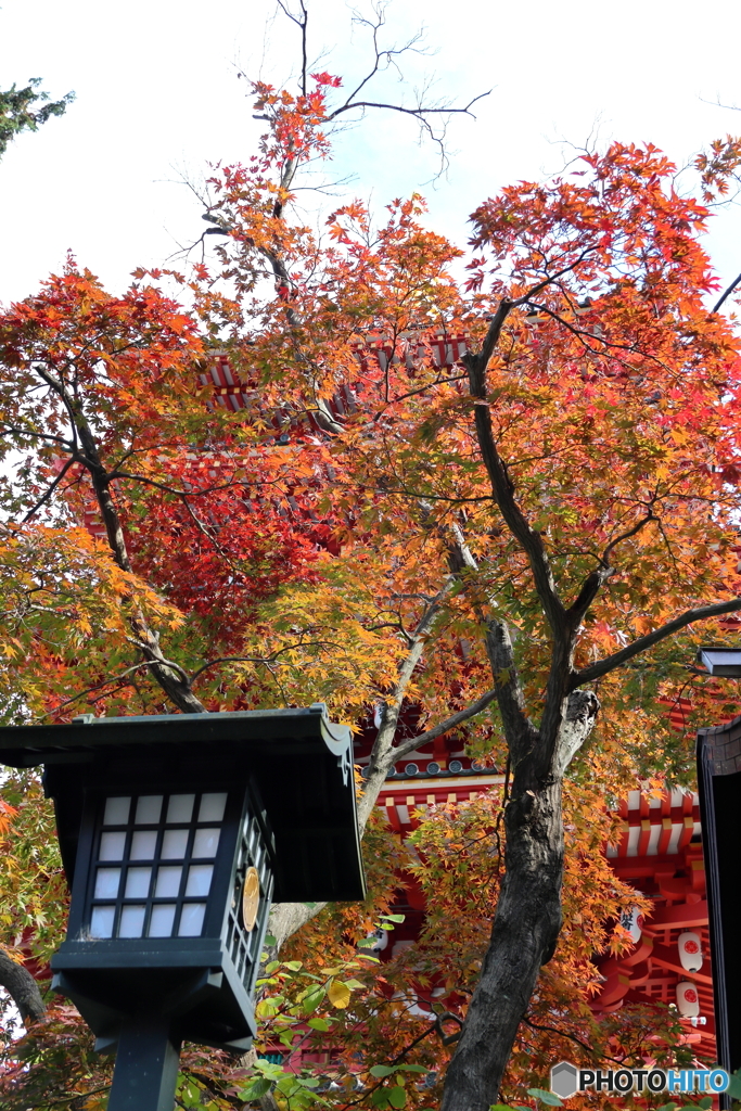高幡不動尊