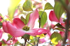 街に咲く花